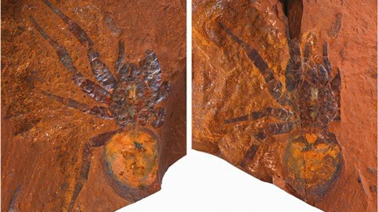 Prehistoric Giant Trapdoor Spider Unearthed In New South Wales