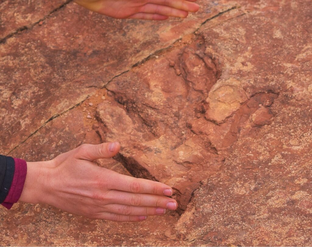 dinosaur tracks found real