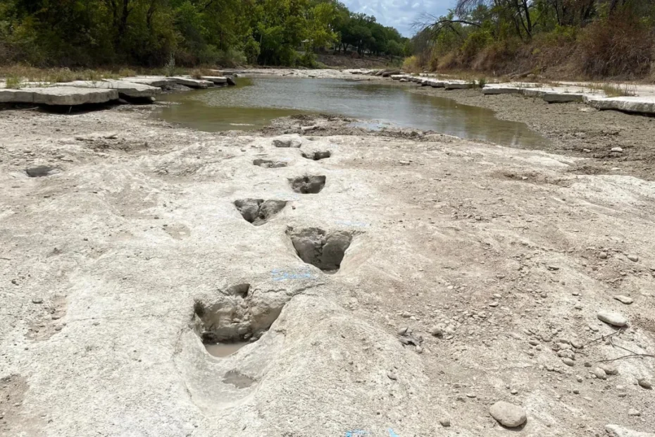 Fossils in Dinosaur Valley State Park