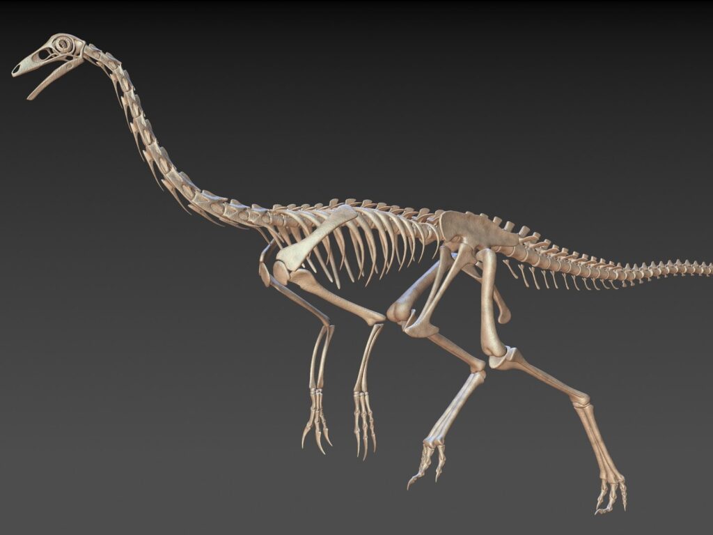 Ornithomimus Skeleton