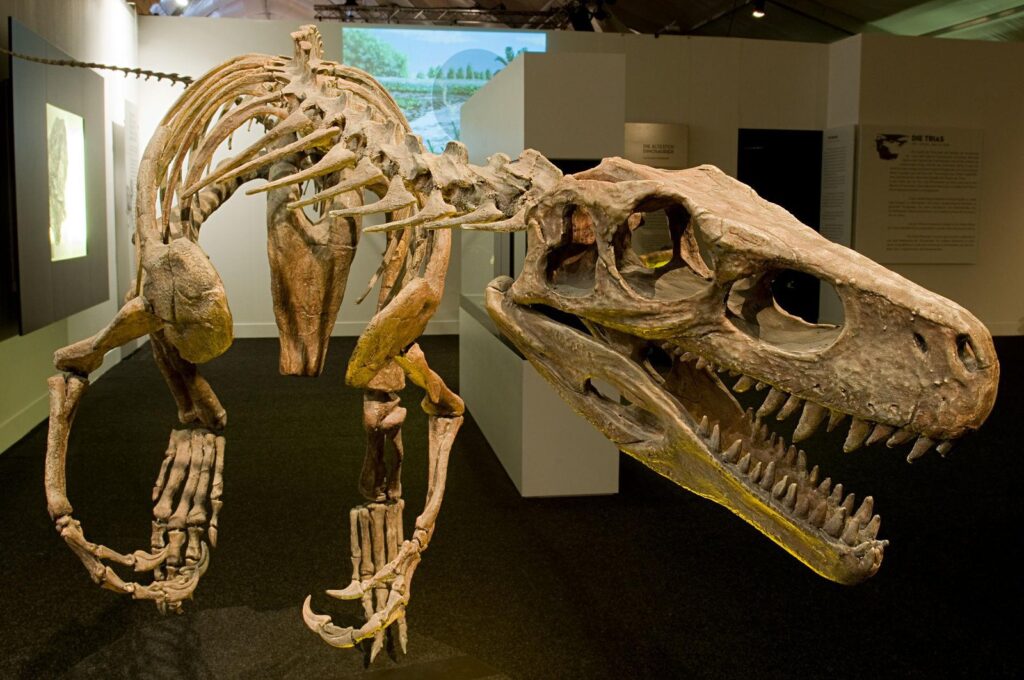 Characteristics of Omnivore Dinosaur Teeth