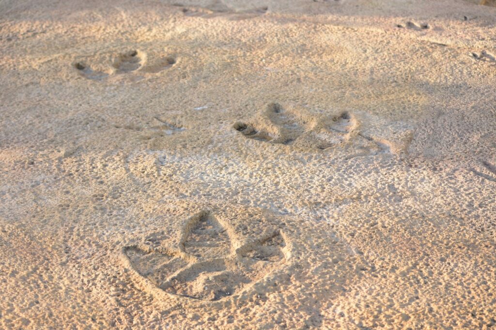 Where Can I See Real Dinosaur Tracks?