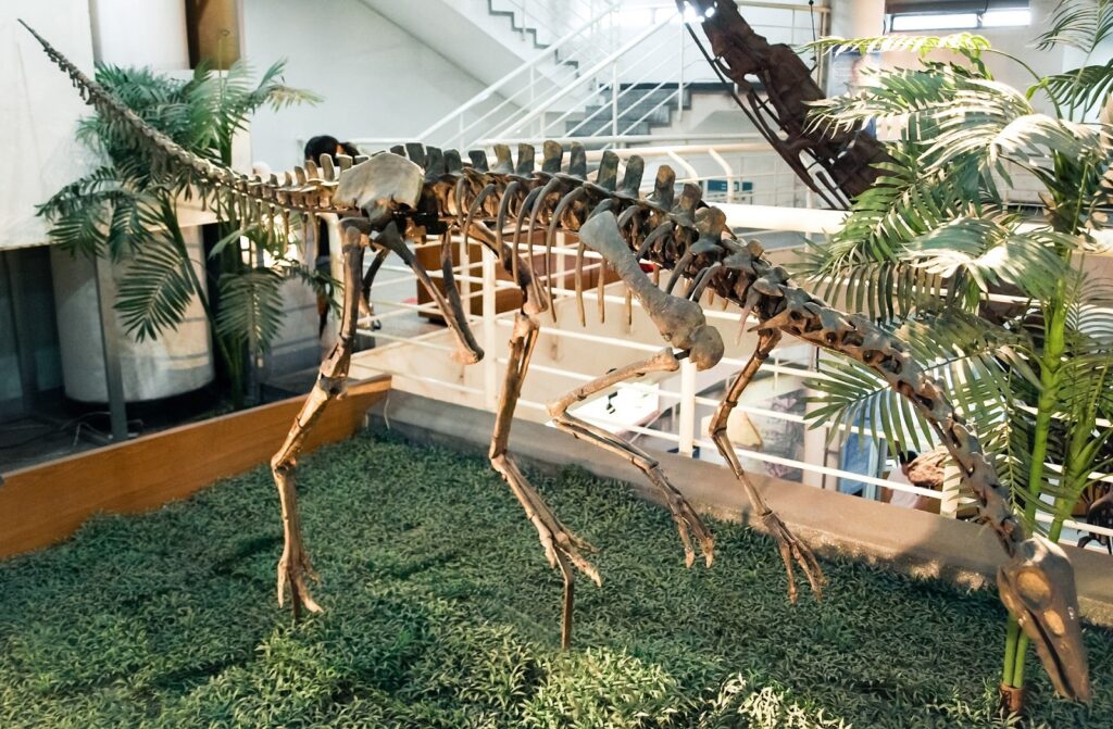 Archaeornithomimus fossil at Paleozoological Museum of China
