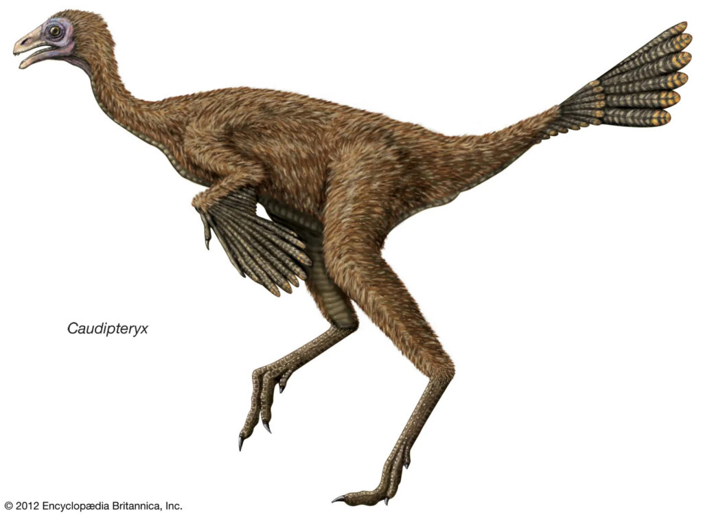 Caudipteryx