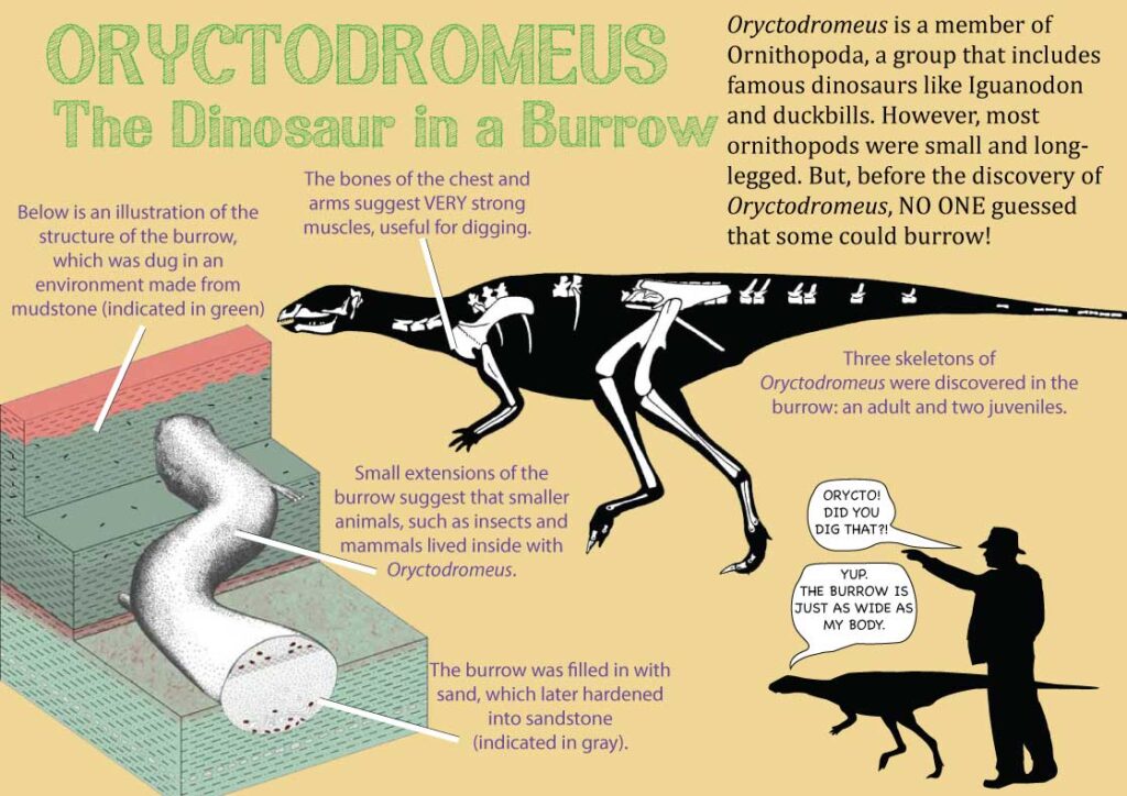 Oryctodromeus Facts