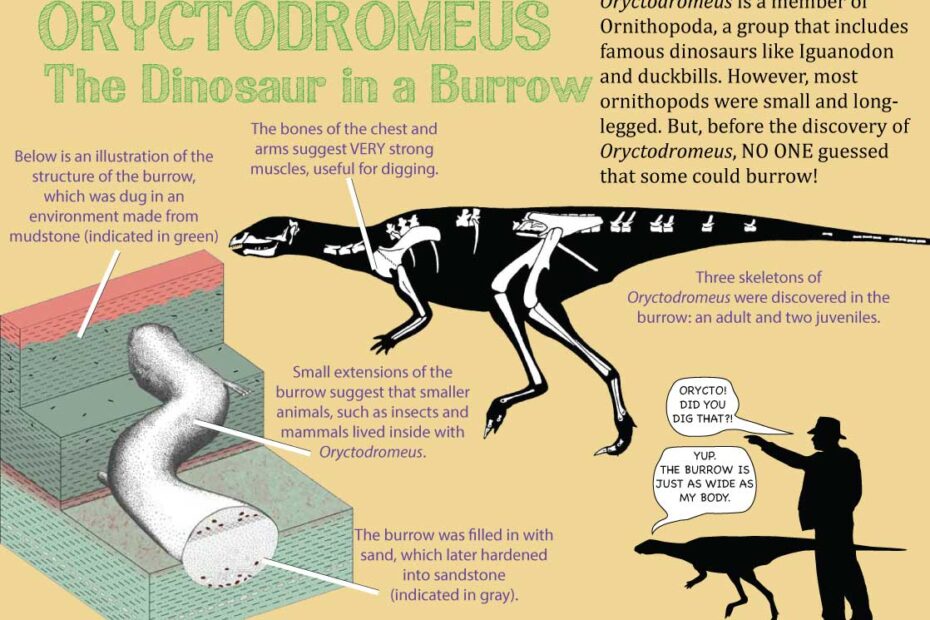 Oryctodromeus Dinosaur