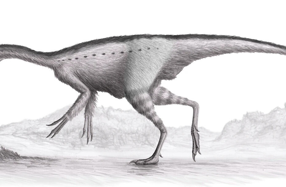 Harpymimus