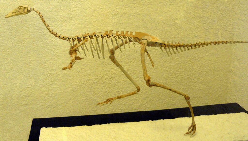 Mononykus Fossil