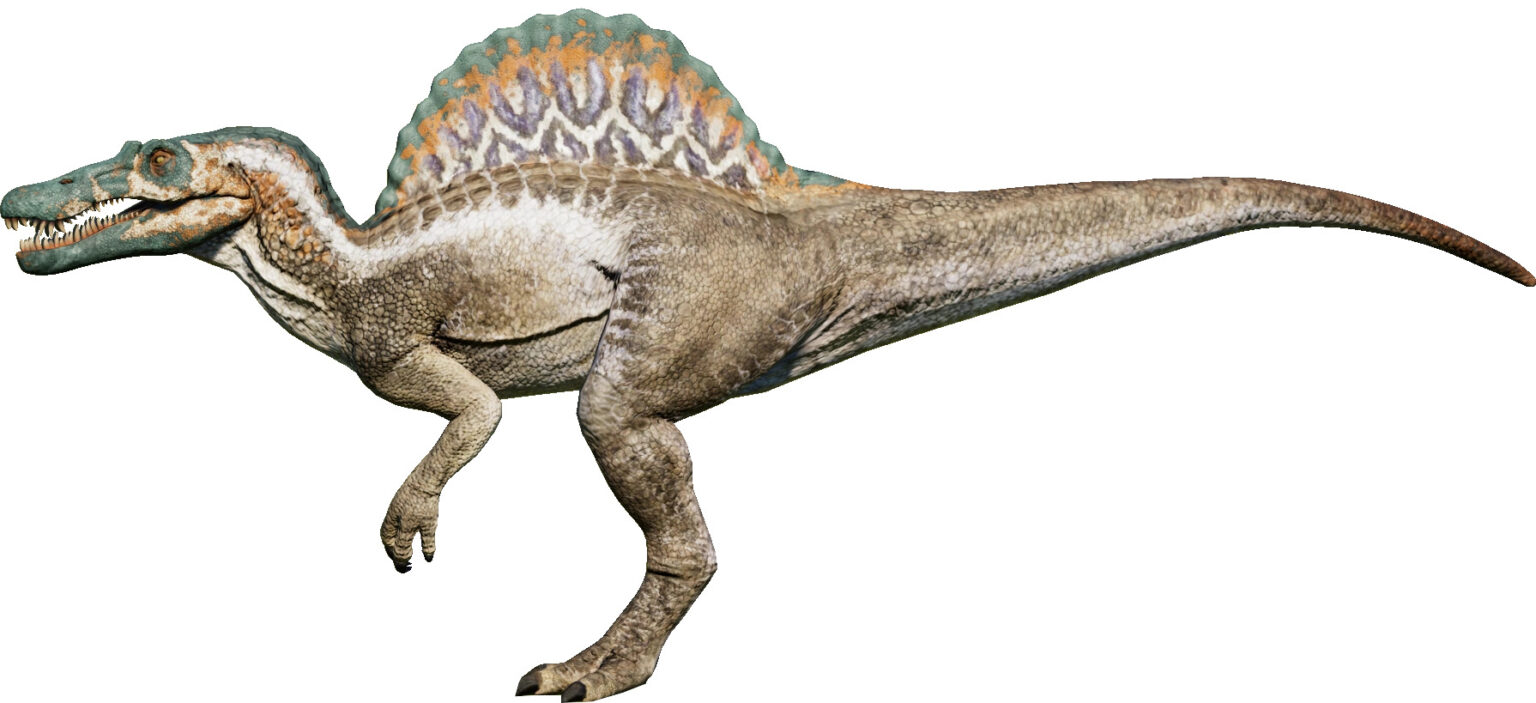 Spinosaurus: The Largest Carnivorous Dinosaur Ever Discovered