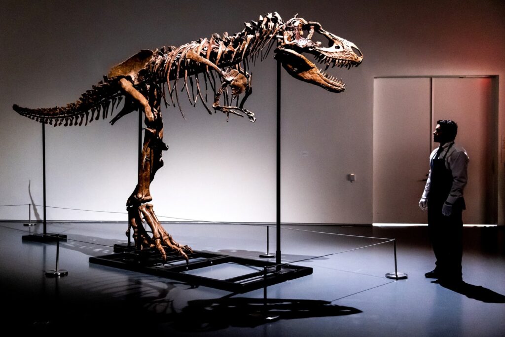 Tyrannosaurus Carnivore Dinosaur Fossils Skeleton